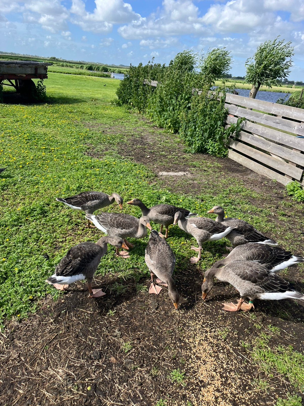 Grauwe ganzen, Meerdere dieren, Gans of Zwaan