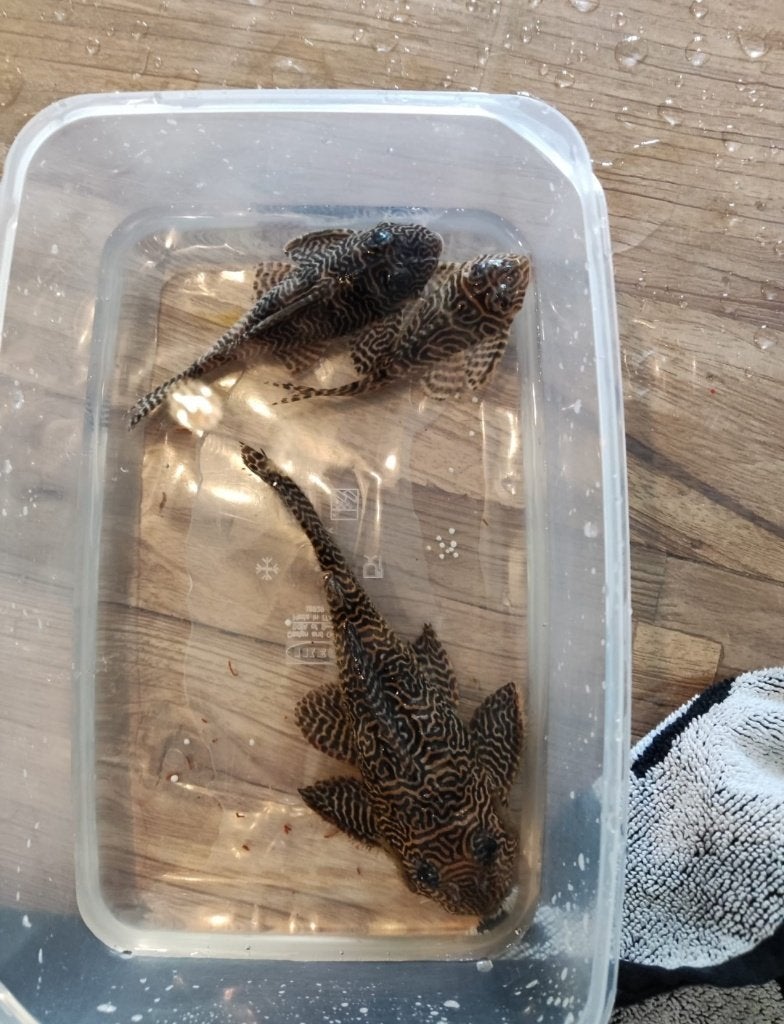 L066, Dieren en Toebehoren, Vissen | Aquariumvissen, Vis, Zoetwatervis