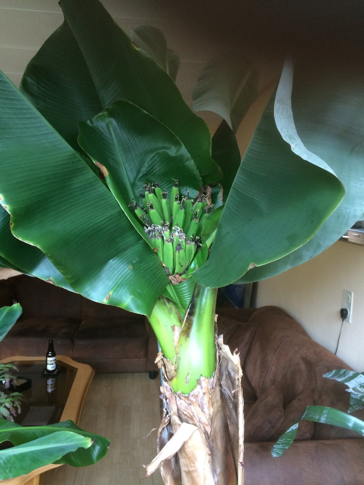 Bananenplant van 45 cm hoog( foto 2), Ophalen, Volle zon, Minder dan 100 cm