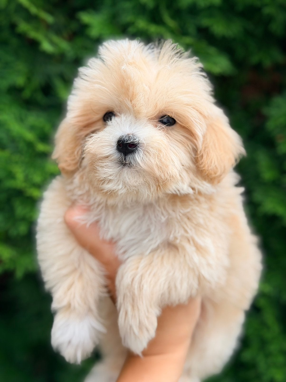 Prachtige maltipoo pups te koop!, Parvo, Overige rassen, 8 tot 15 weken, Meerdere