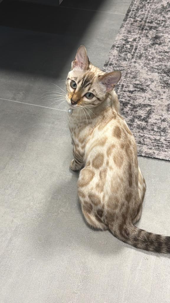 bengaal snow lynx, Dieren en Toebehoren, Katten en Kittens | Raskatten | Korthaar, Poes