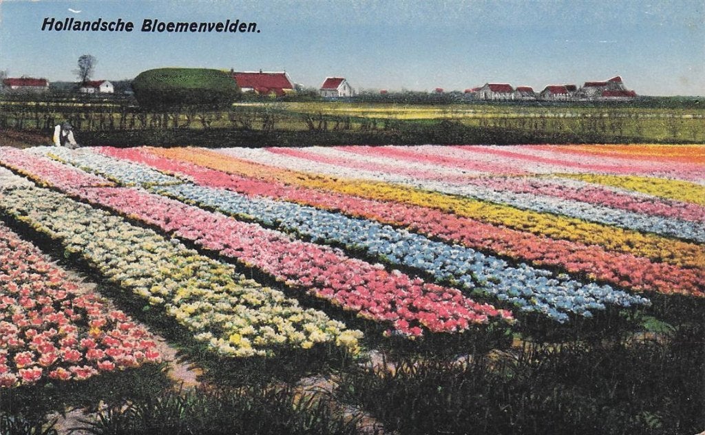 703-350-031 Hollandsche Bloemenvelden, Ophalen of Verzenden, Voor 1920, Noord-Holland
