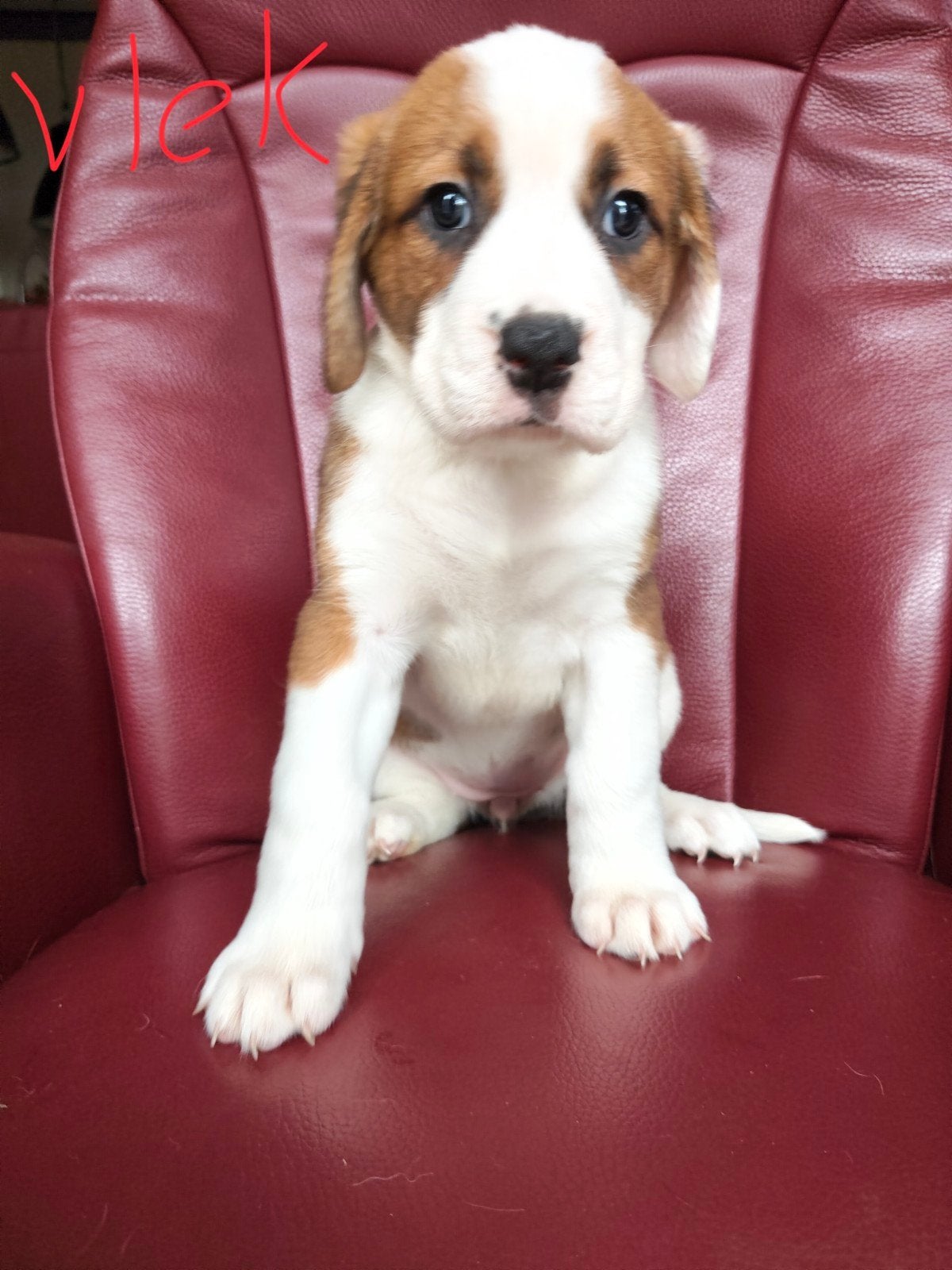 Zwitserse sennen/boxer, 8 tot 15 weken, Meerdere, Meerdere dieren, Middel