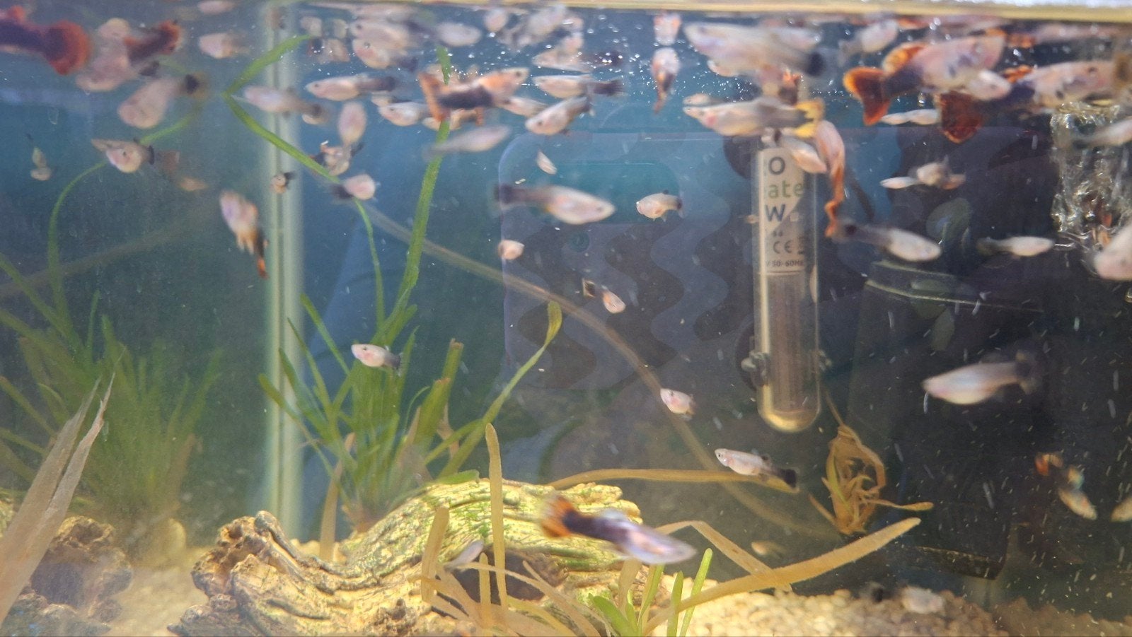 Guppies, Ophalen, Gevuld zoetwateraquarium
