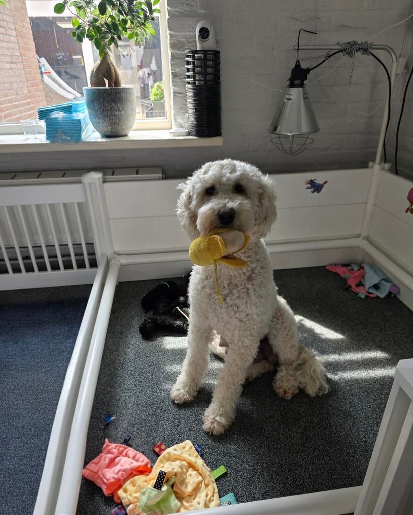 Laatste reutje goldendoodle Multigen pups, Parvo, 8 tot 15 weken, Meerdere, Meerdere dieren