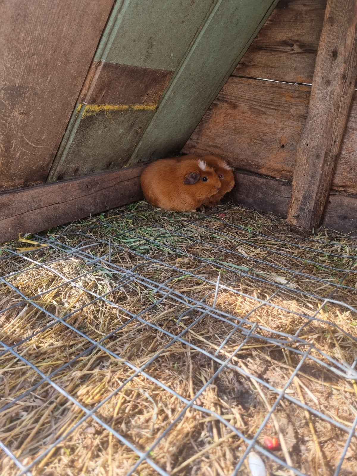 2 beertjes tekoop voor 3,50 per, Dieren en Toebehoren, April, Meerdere dieren, Cavia