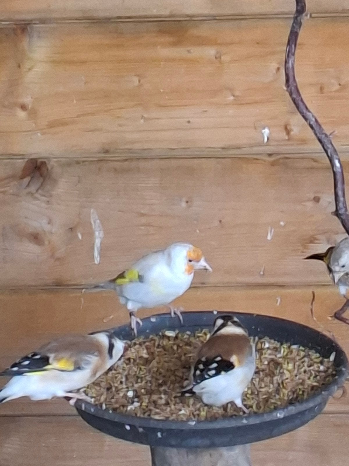 Major putter pop, Dieren en Toebehoren, Vogels | Overige Vogels, Vrouwelijk, Wildzangvogel, Geringd