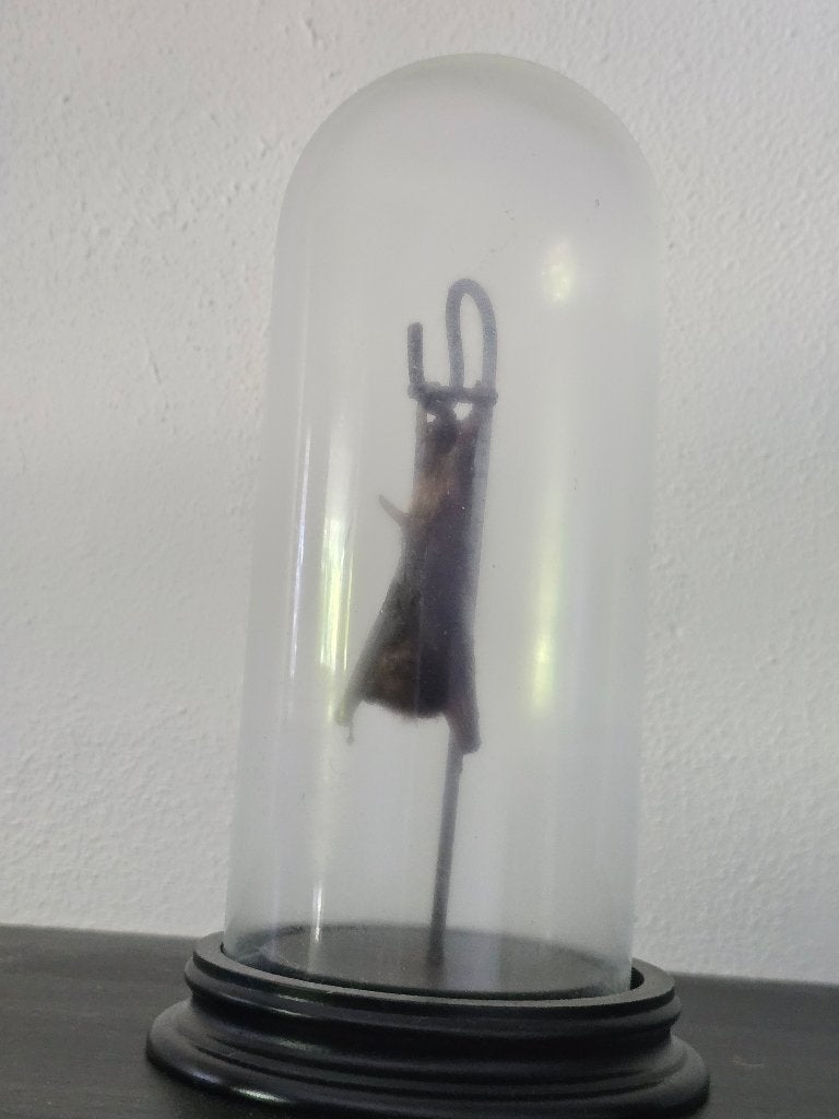 Vleermuis stolp, Glas, Ophalen, Nieuw