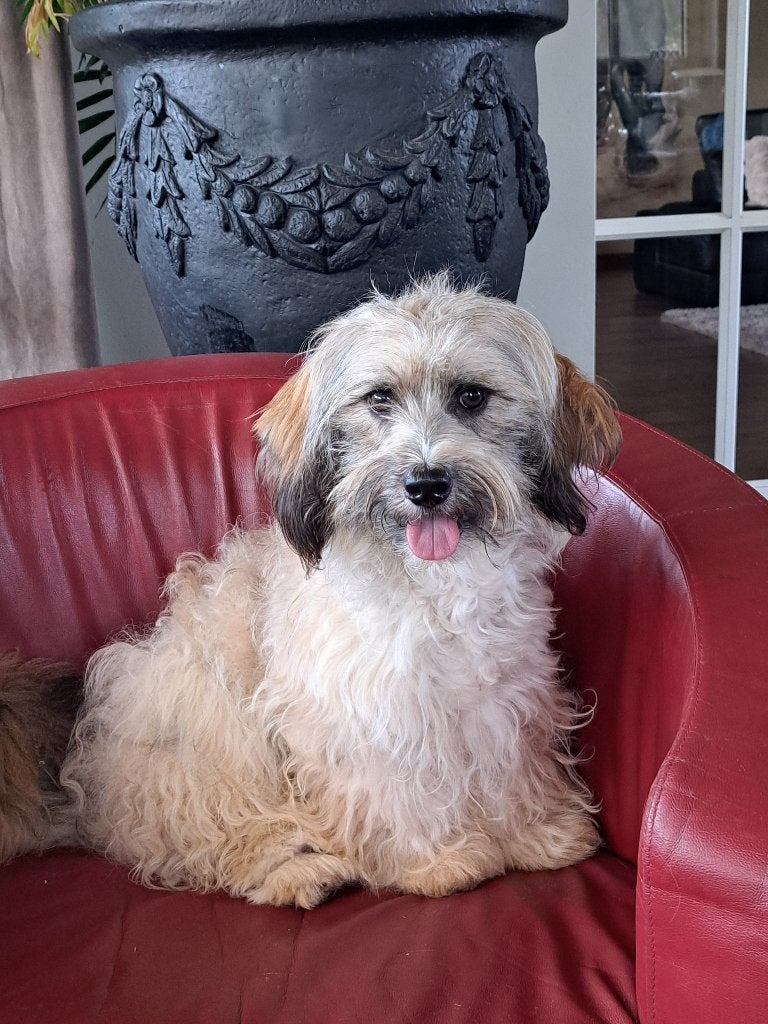 MALTIPOO PUP, Parvo, Nederland, 1 tot 2 jaar, Eén hond