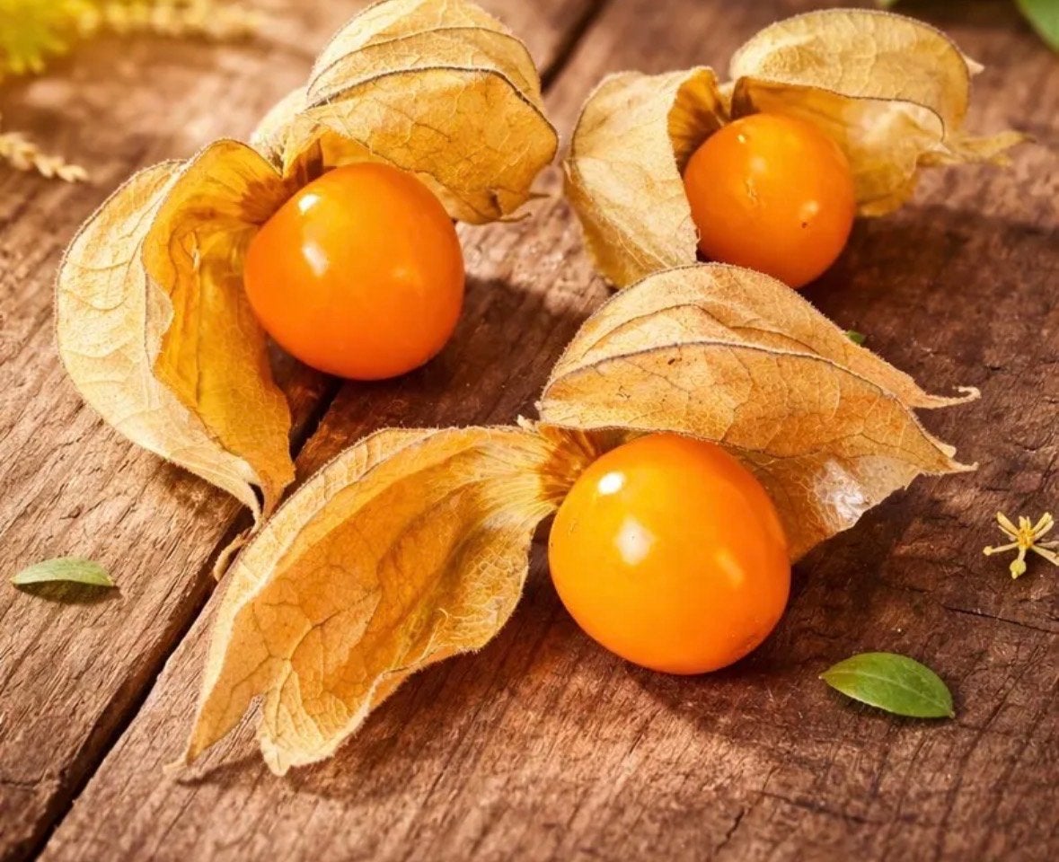 Physalis stekjes (Goudbes), Ophalen, Volle zon, Eenjarig, Zomer