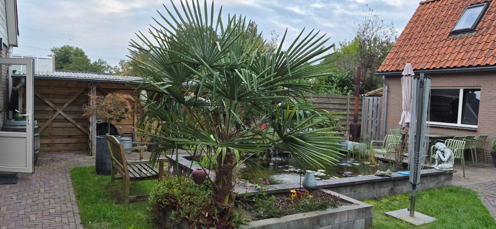 palmboom voor de tuin, Trachycarpus Fortunei, Tuin en Terras, Bloeit niet, 100 tot 250 cm, Palmboom, Ophalen