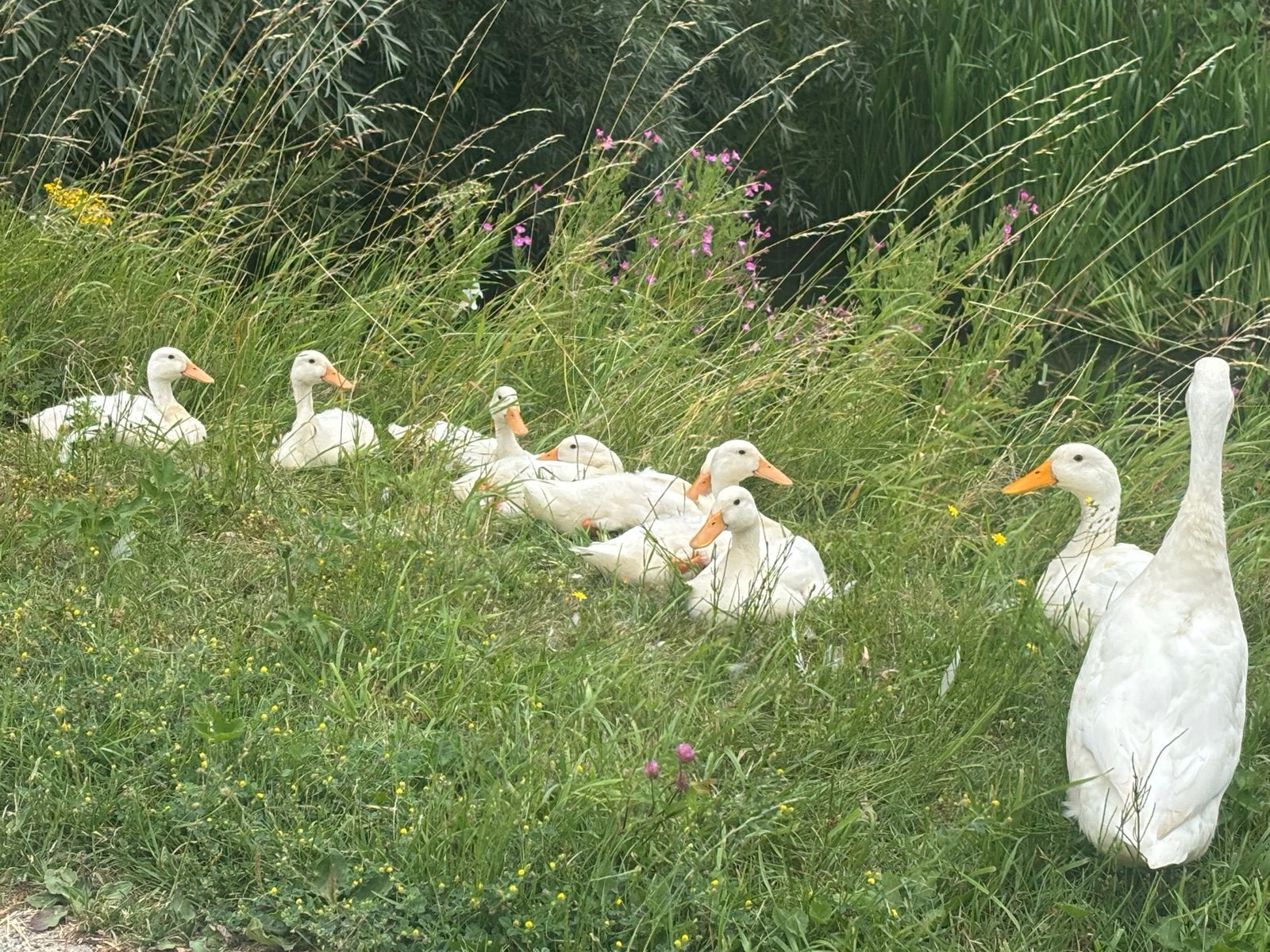 Loopeenden, Dieren en Toebehoren, Meerdere dieren