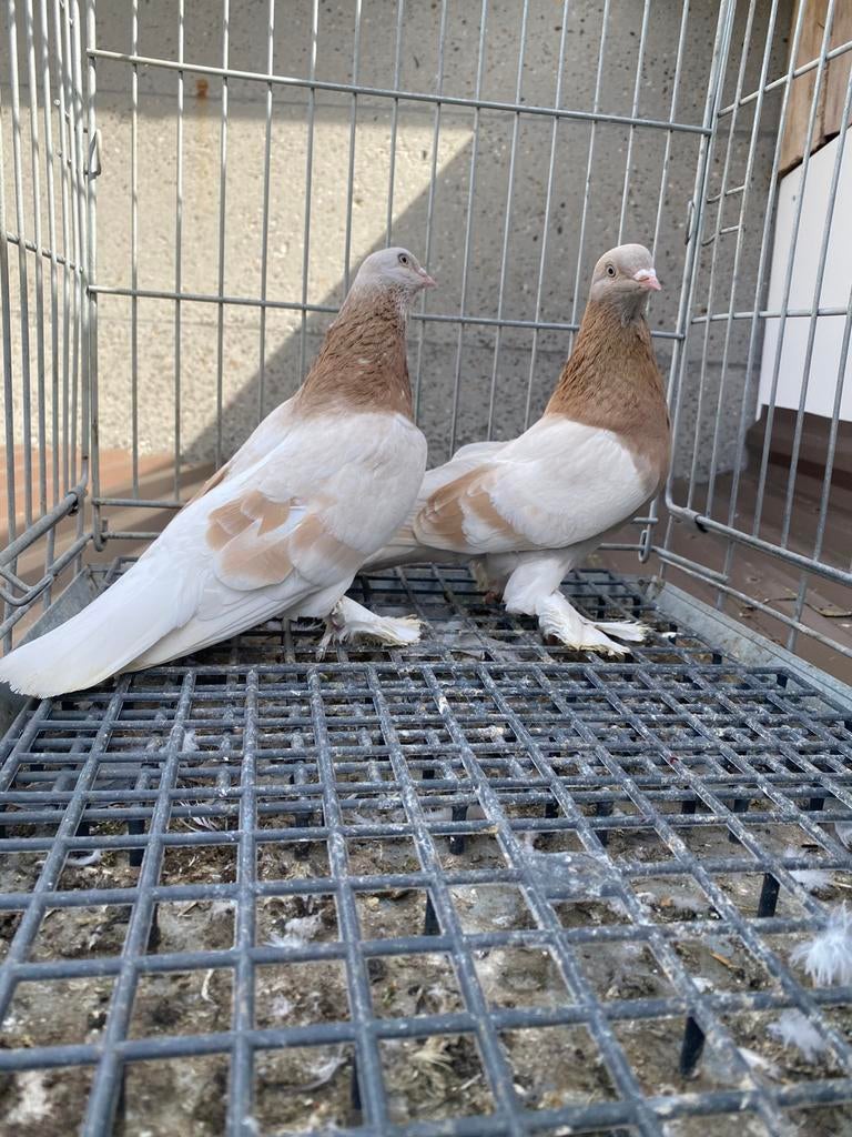 Super takla bol paca, Meerdere dieren, Postduif