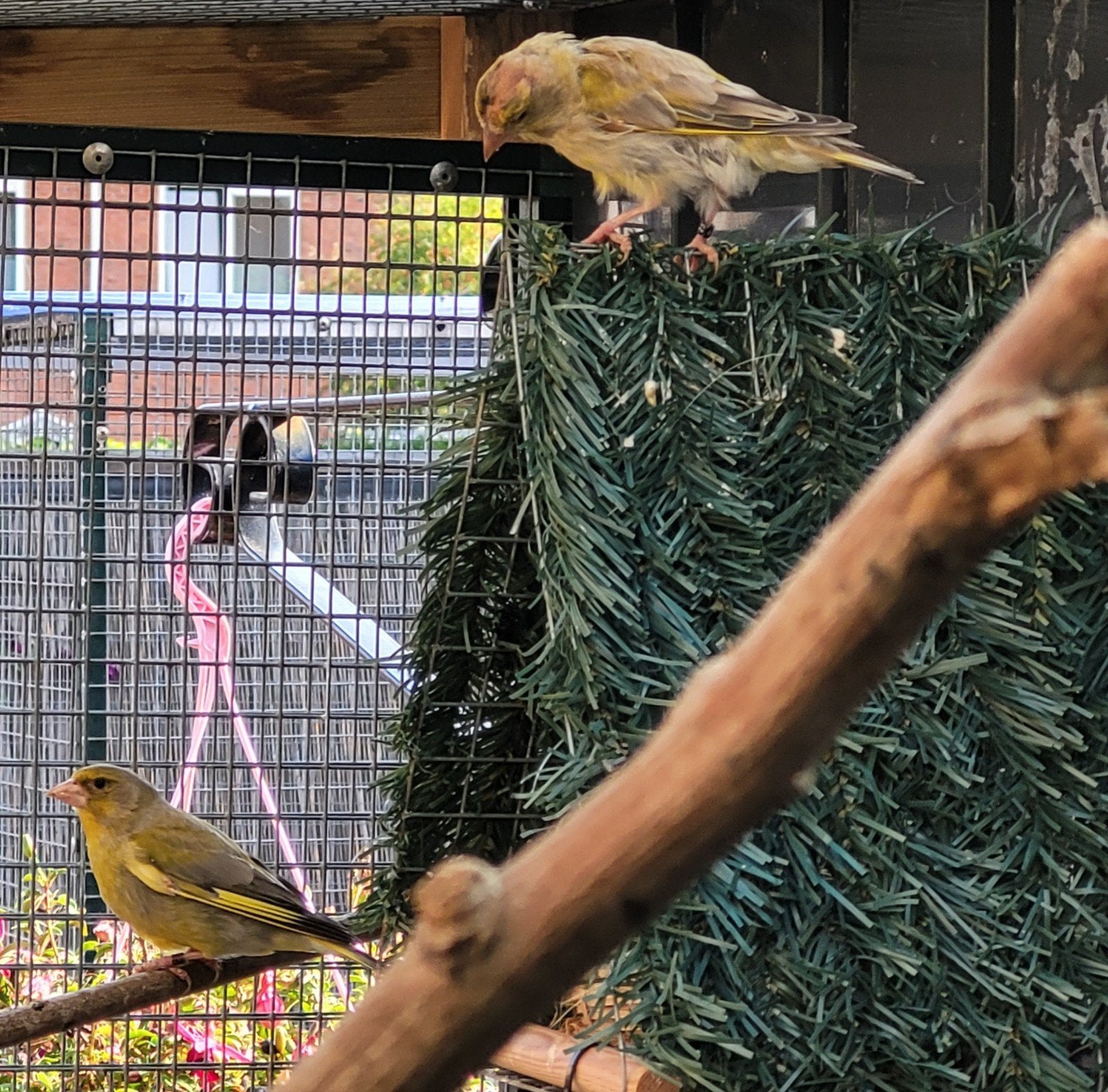 koppel groenlingen, Meerdere dieren, Wildzangvogel, Geringd
