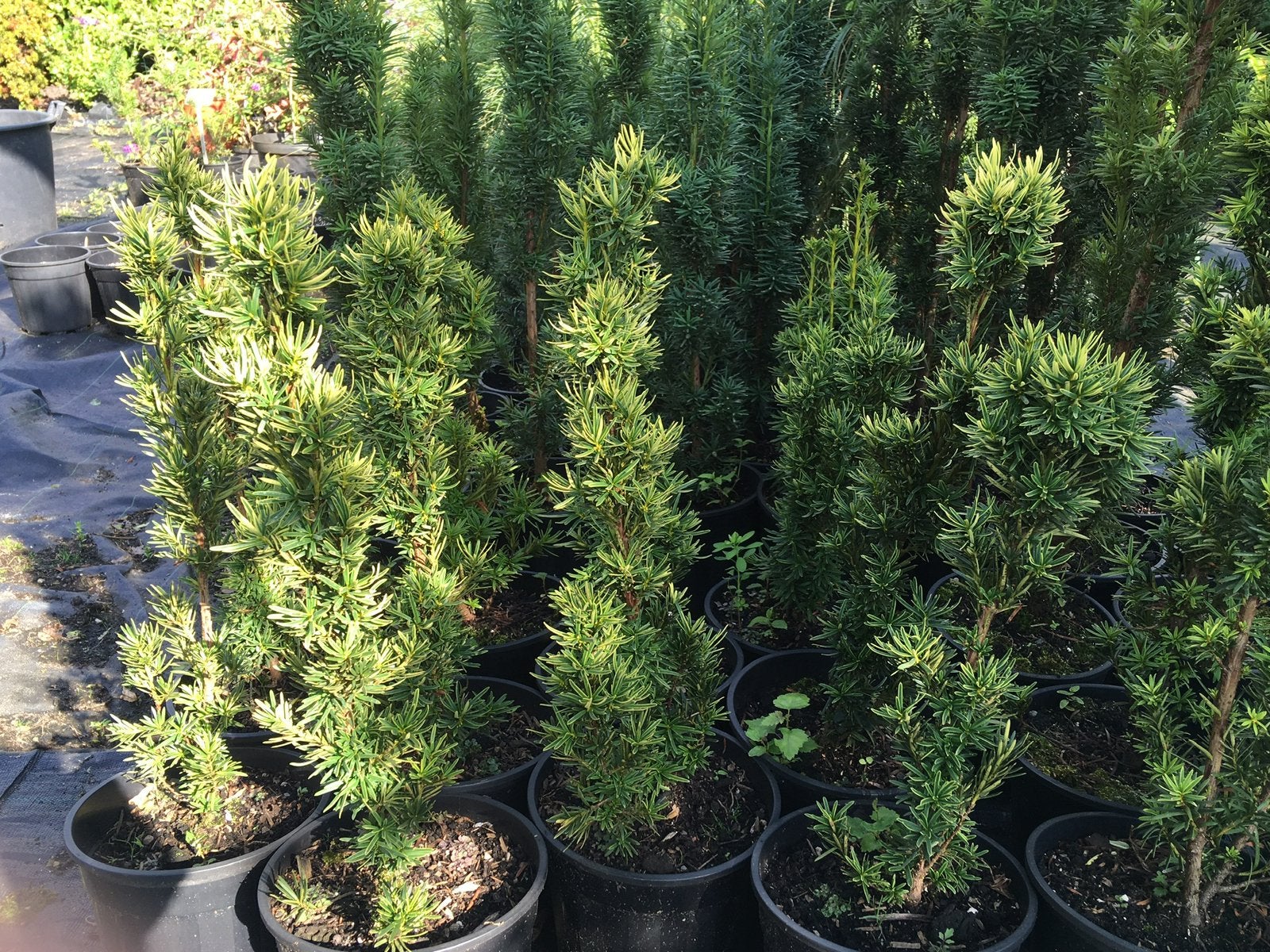Taxus baccata in potten, Tuin en Terras, Ophalen, Taxus, Haag, Minder dan 100 cm