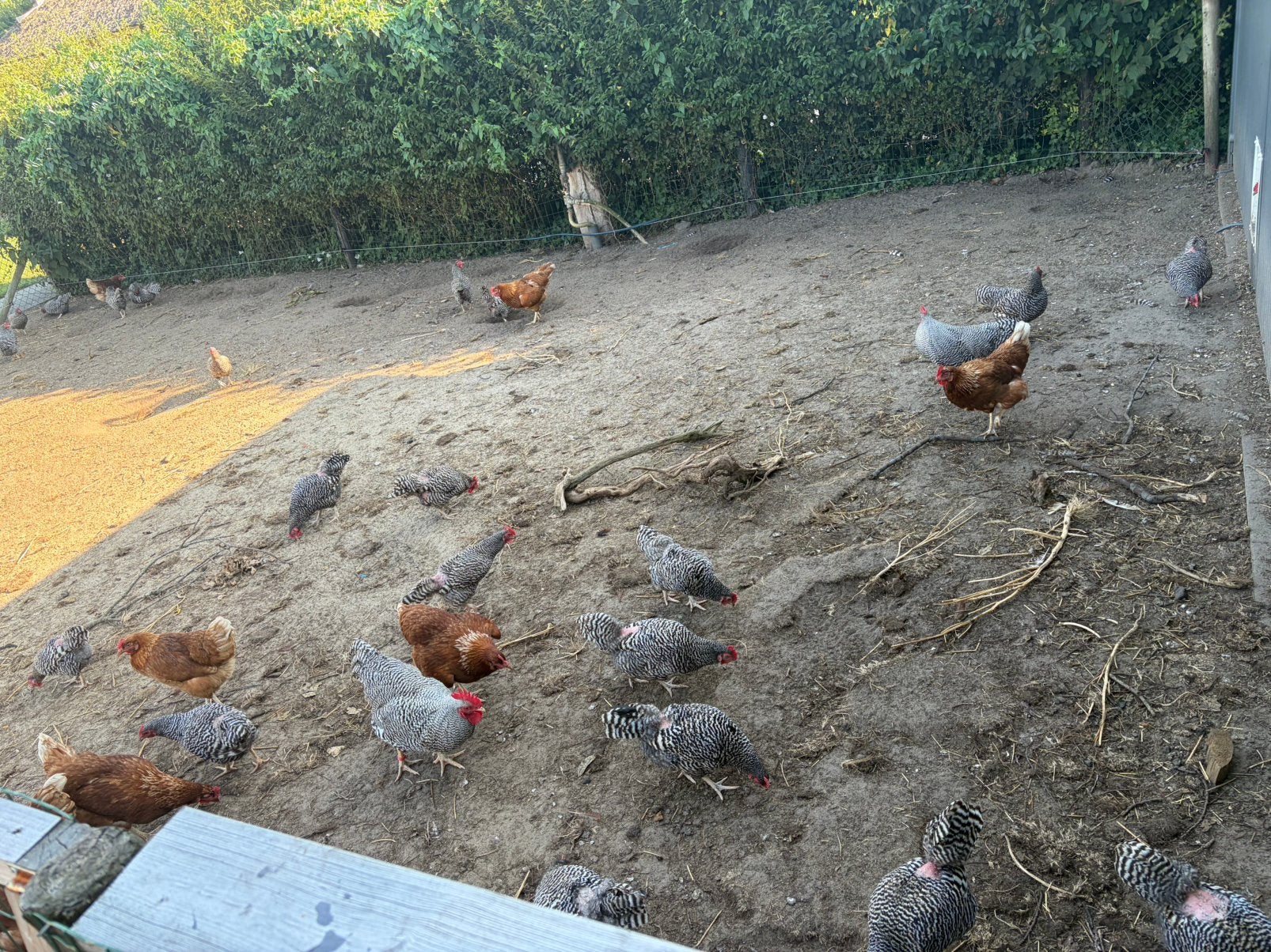 23 amrock kriel hennen, Dieren en Toebehoren, Vrouwelijk, Kip