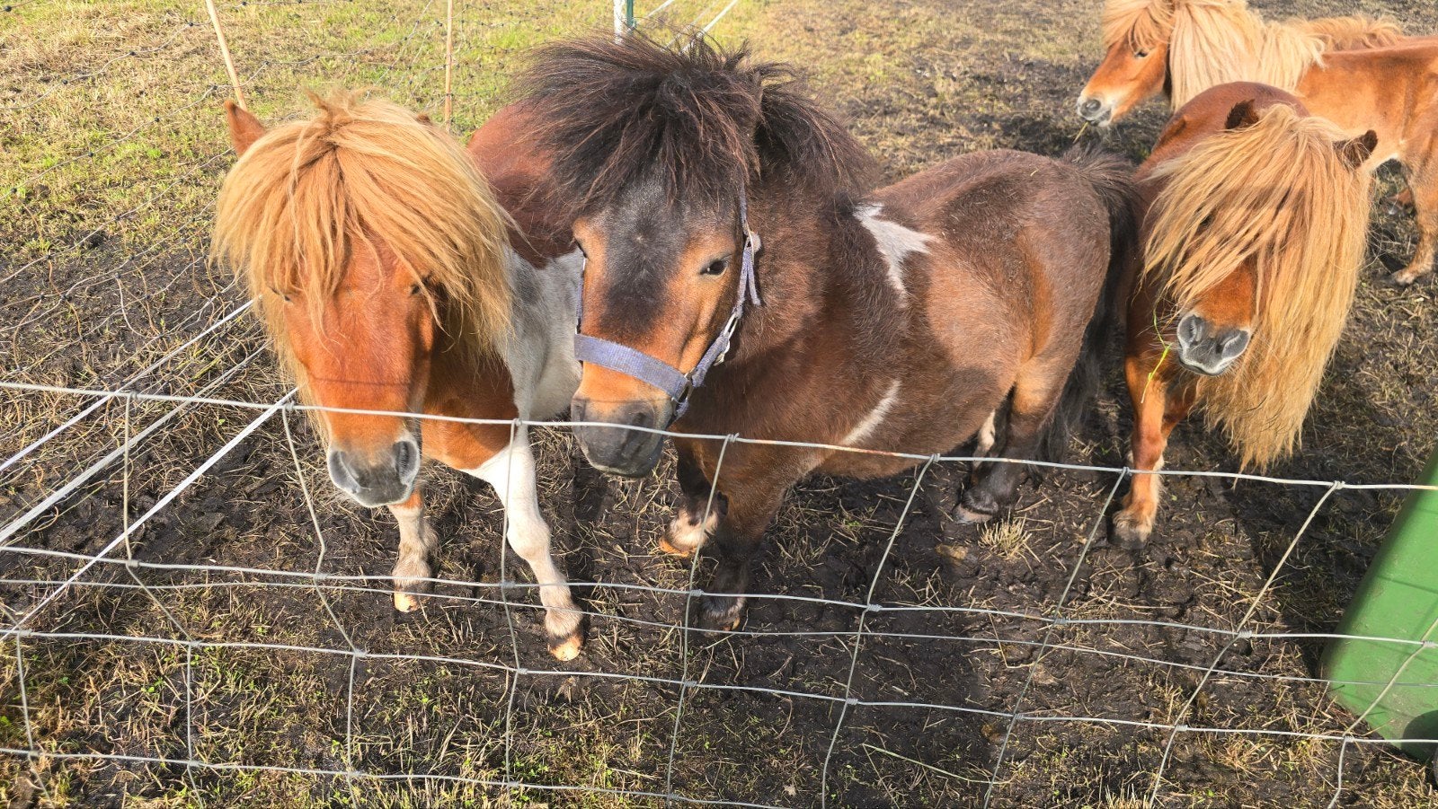 Hengst dekhengst te koop 75 cm donkerbond. Mini shetlander., Hengst, A pony (tot 1.17m), Gechipt, 7 tot 10 jaar