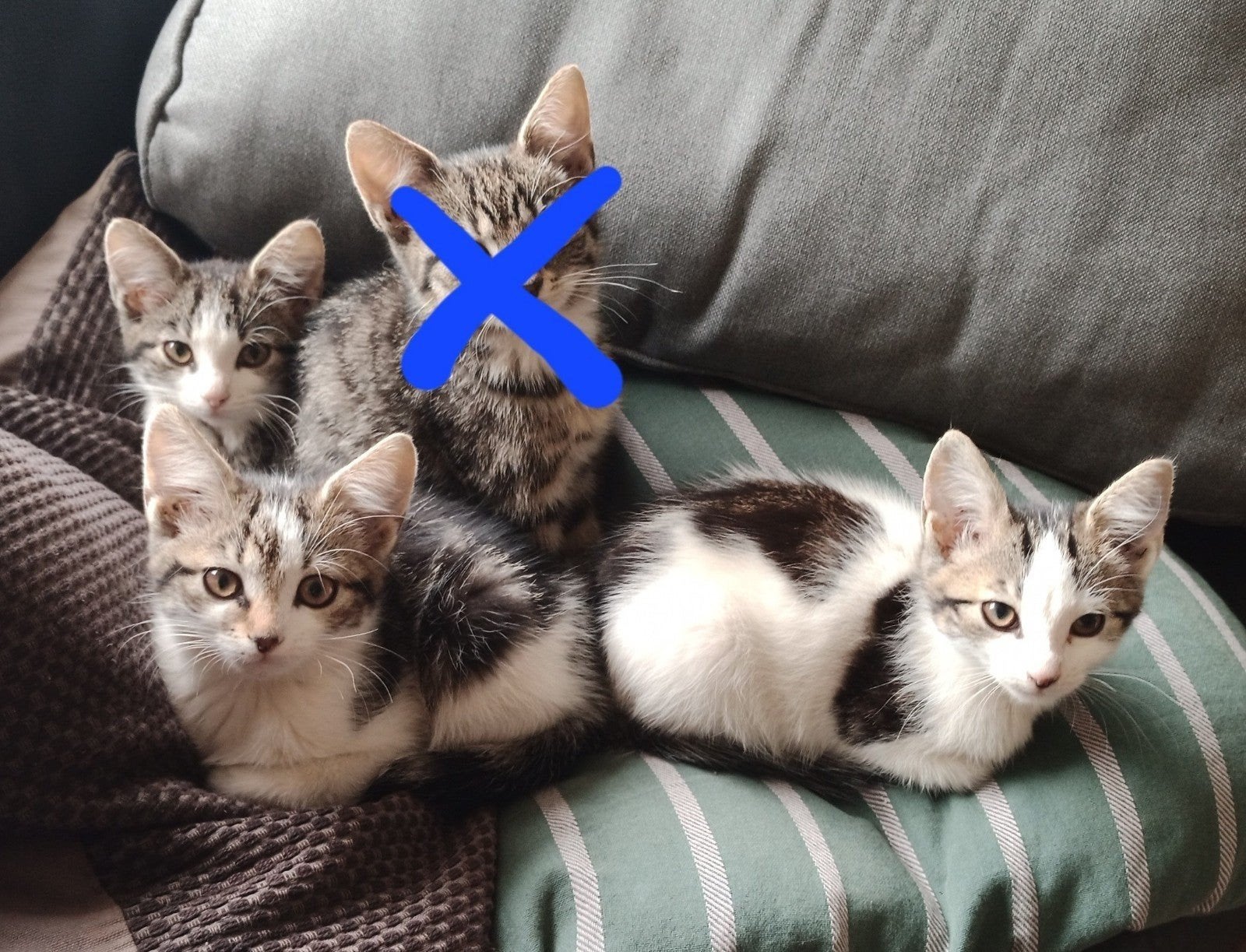 3 lieve kittens., Dieren en Toebehoren, Katten en Kittens | Overige Katten, Poes, 0 tot 2 jaar