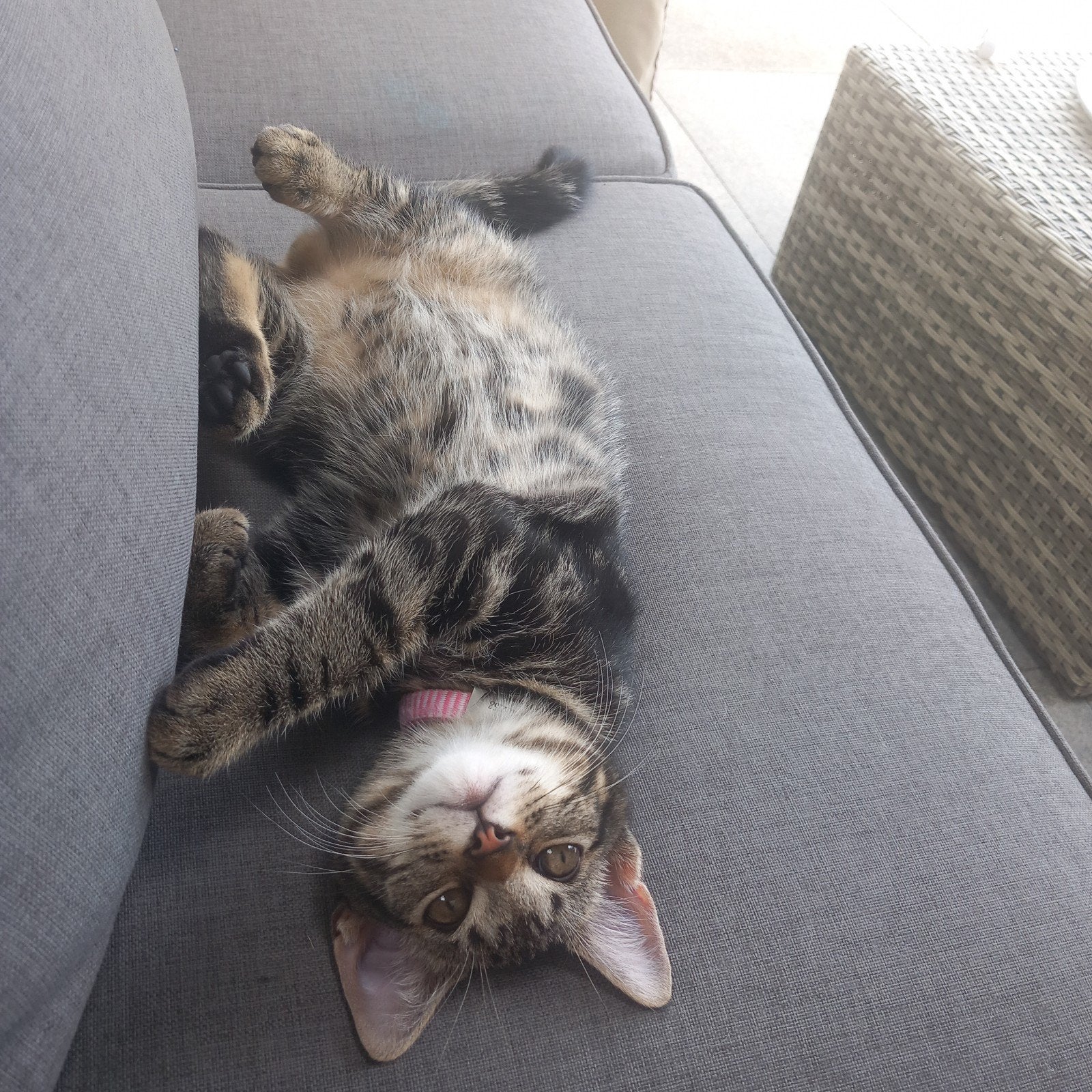 Huisje gezocht voor lief kitten, Poes
