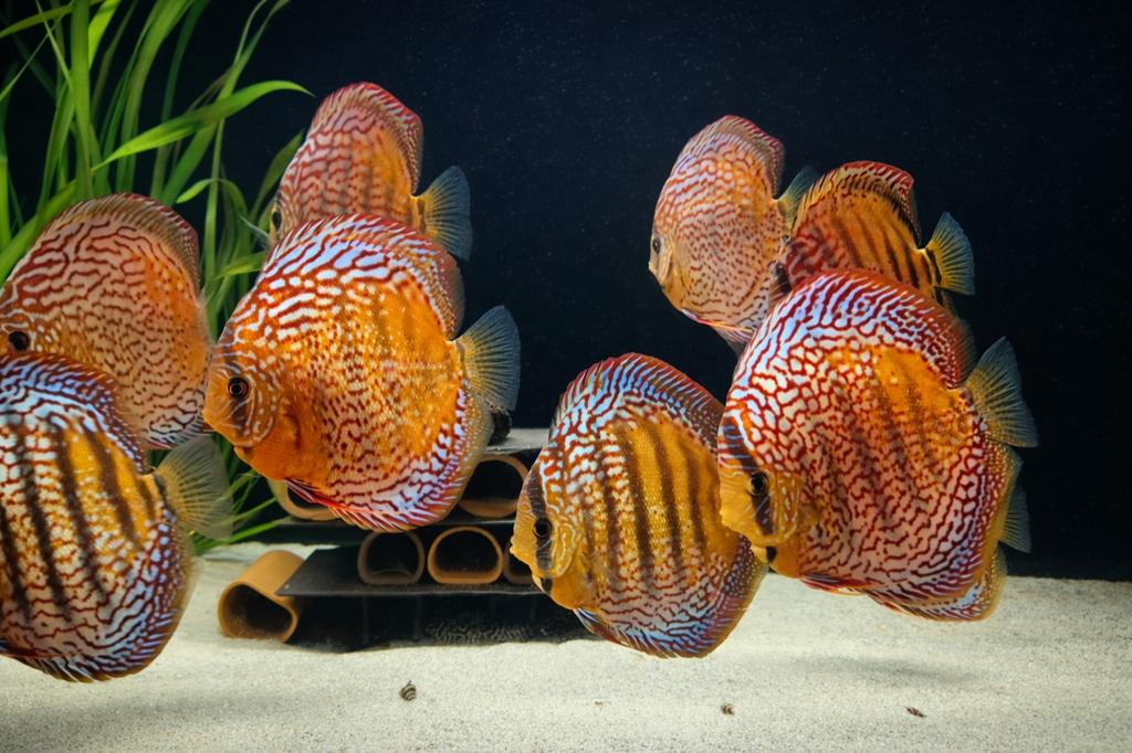Piwowarski rood turquoise x curipea discus vissen, Vis, Zoetwatervis, Schoolvis