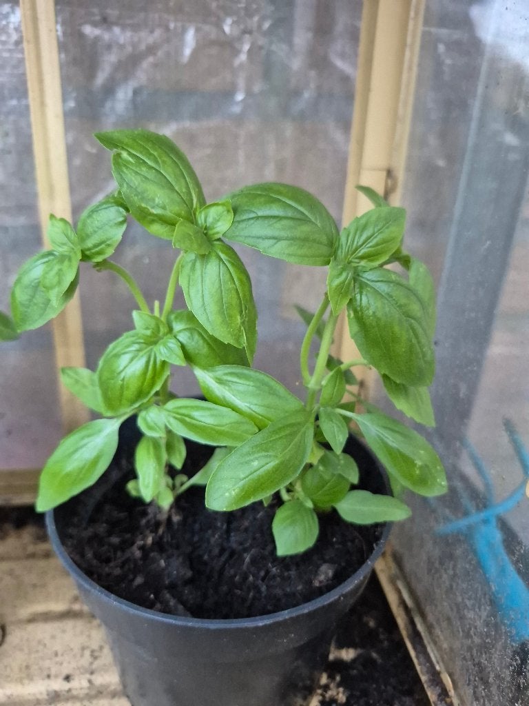 Basilicum plant, Ophalen, Volle zon, Vaste plant, Bloeit niet