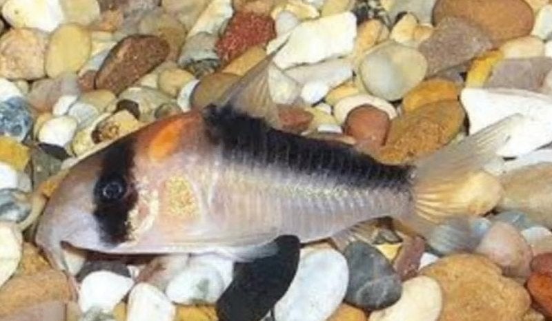 Corydora duplicareus - Koidream Valburg, Dieren en Toebehoren, Vissen | Aquariumvissen, Vis, Zoetwatervis