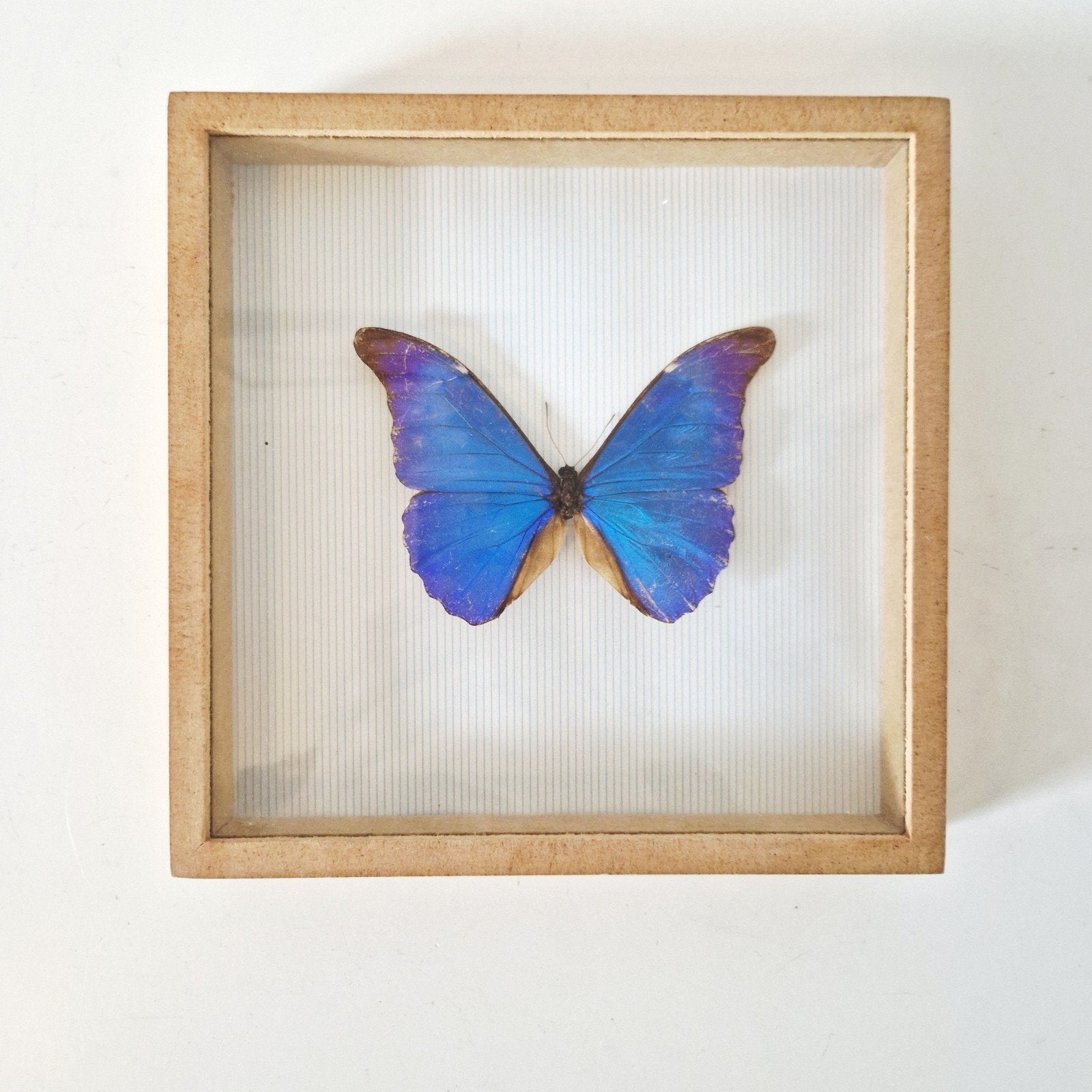 Opgezette Morpho vlinder in houten lijst (19x19x3 cm), Ophalen of Verzenden, Gebruikt, Insect, Opgezet dier