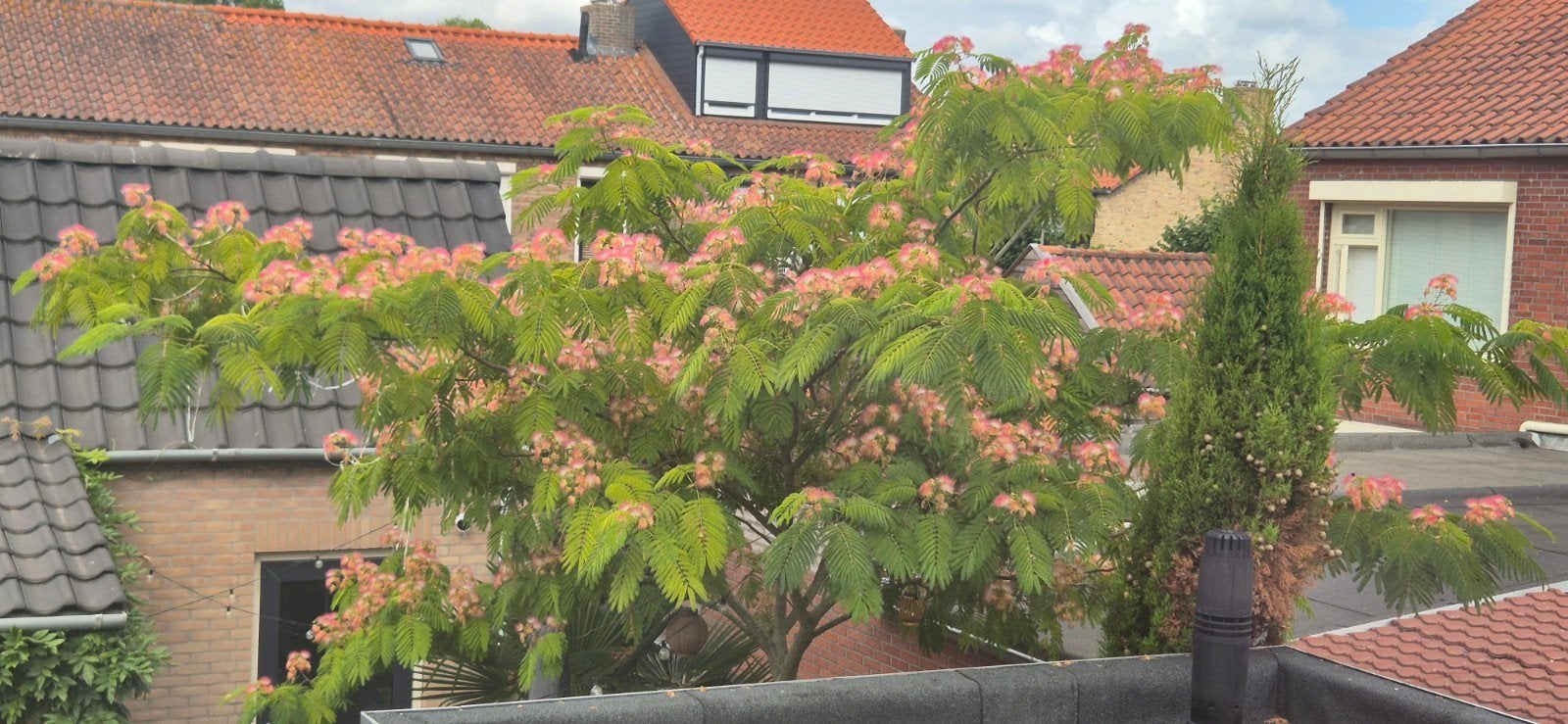 Prachtige Perzische slaapboom, Tuin en Terras, Overige soorten, Zomer, 400 cm of meer, Ophalen