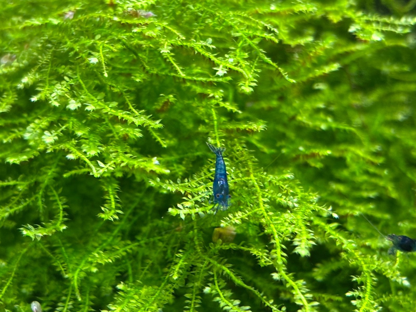 Blue Neocaridina / Blue Dream Garnalen, Dieren en Toebehoren, Vissen | Aquariumvissen, Kreeft, Krab of Garnaal