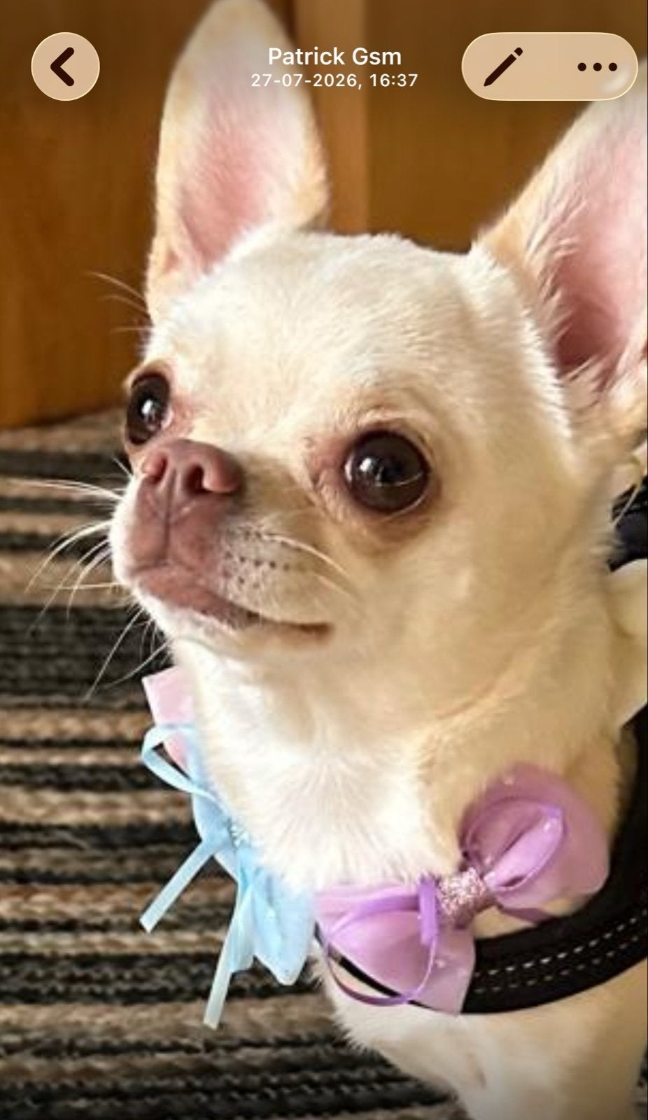 Zoekt een mannetje hondje, Dieren en Toebehoren, Honden | Chihuahua's en Gezelschapshonden, Parvo, Reu, Eén hond, Chihuahua