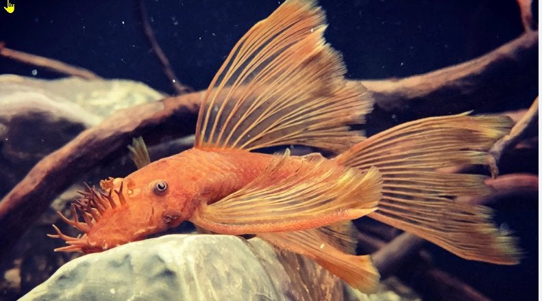 GEZOCHT: L144 super red longfin man, Vis