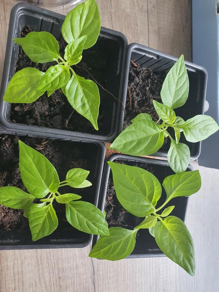 Pittige Madame Jeanette peperplantjes, Ophalen, Eenjarig, Groenteplanten, Volle zon