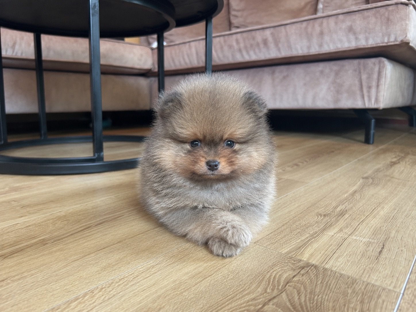 Pommeriaan pup Brutus, Dieren en Toebehoren, Honden | Poolhonden, Keeshonden en Oertypen, Keeshond, Reu, 8 tot 15 weken, Parvo