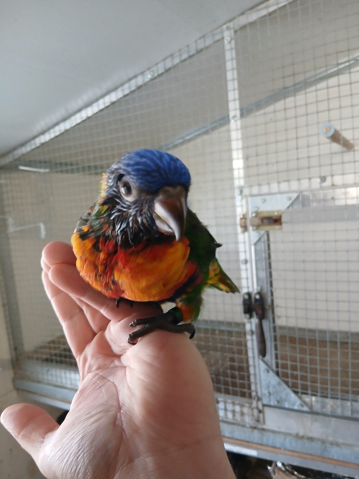2 tamme lori's van de blauwebergen, Dieren en Toebehoren, Geslacht onbekend, Papegaai, Geringd
