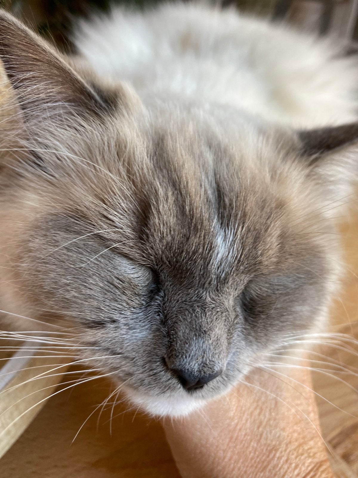 Lieve Ragdoll kater 1 jaar oud, Kater, Ontwormd, 0 tot 2 jaar