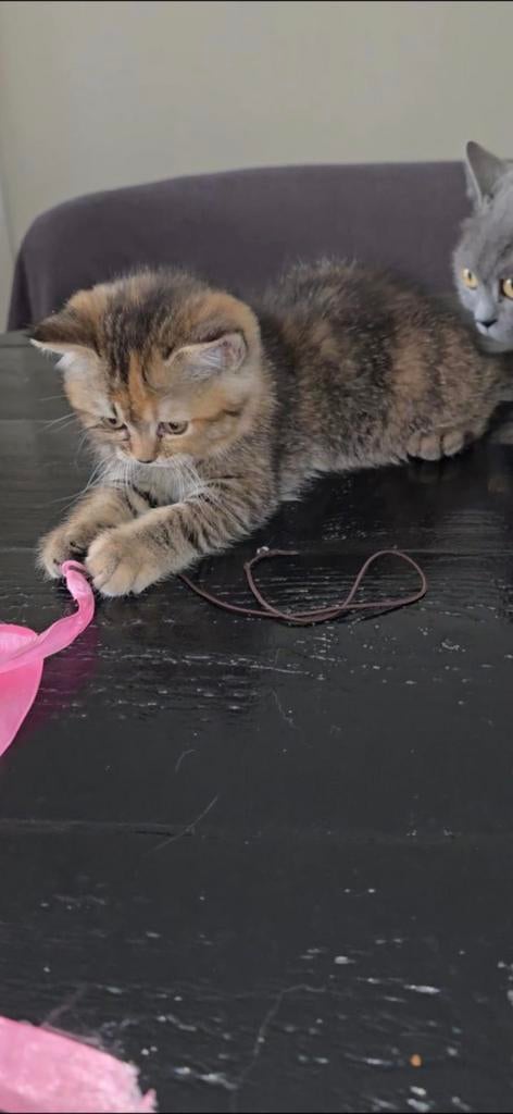 Britse korthaar Allen nog foto 1 2 3 beschikbaar, Dieren en Toebehoren, Kater