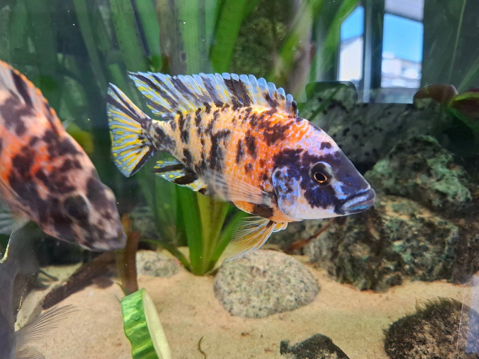 aulonocara multicolor malawi cichliden, Vis