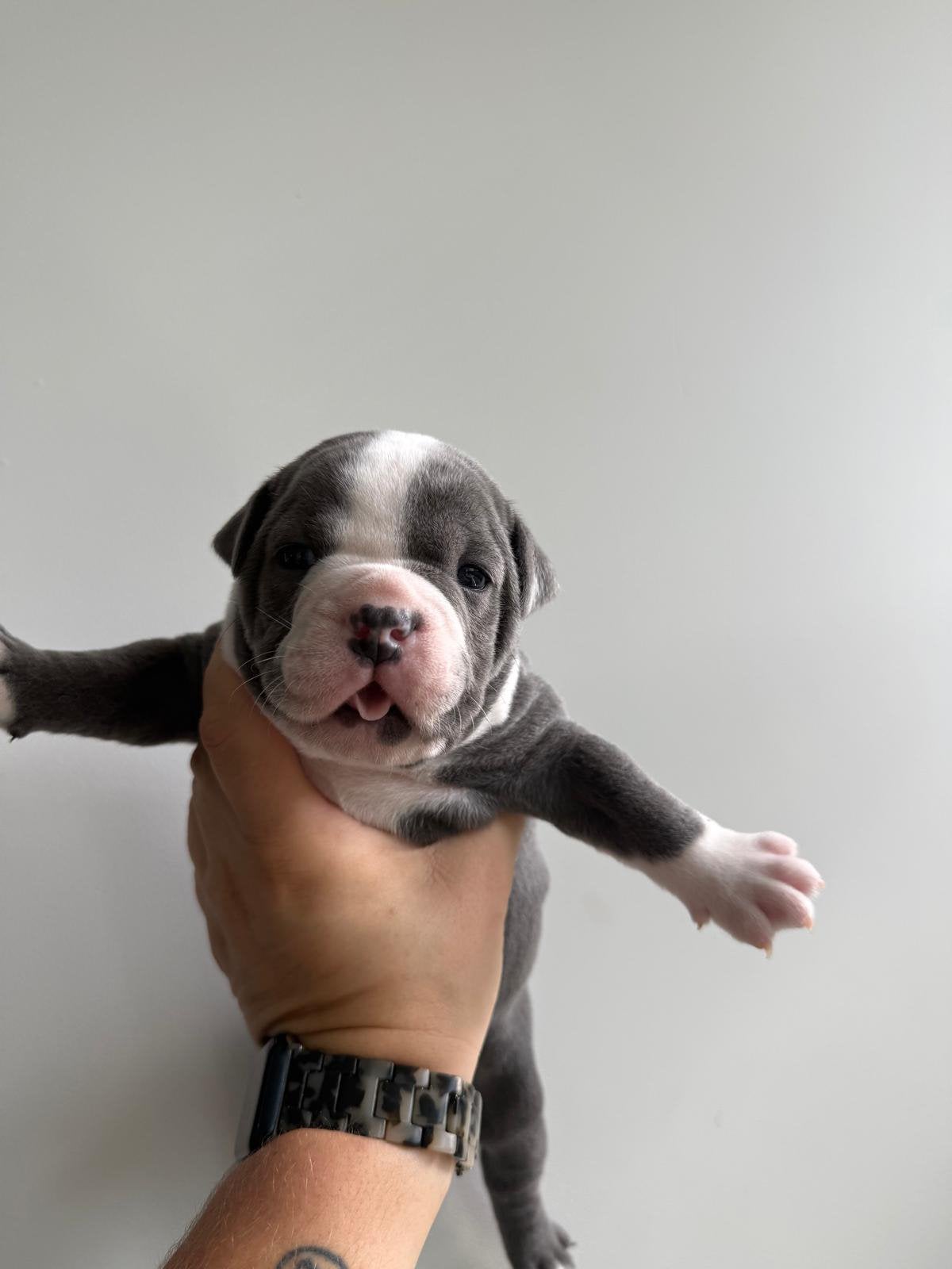 Old english bulldog pups., Nederland, 8 tot 15 weken, Geslacht onbekend, Bulldog