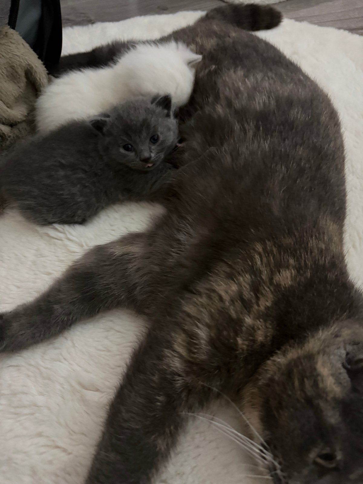 Kititens, Dieren en Toebehoren, Katten en Kittens | Overige Katten, Meerdere dieren