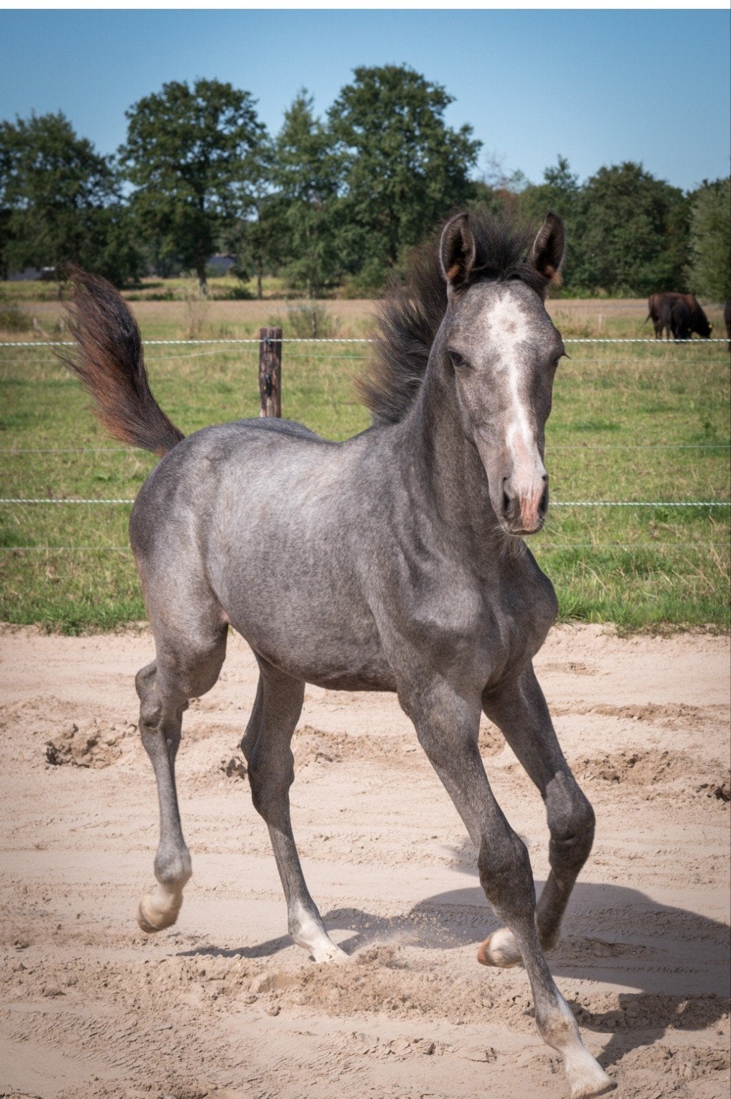 Springveulen te koop: Walente (Napardi x El Salvador), Springpaard, Met stamboom, 0 tot 2 jaar, Hengst