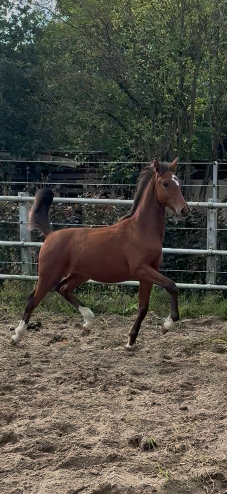 Merrieveulen te koop, Dieren en Toebehoren, Merrie, Niet van toepassing, Dressuurpaard, 0 tot 2 jaar