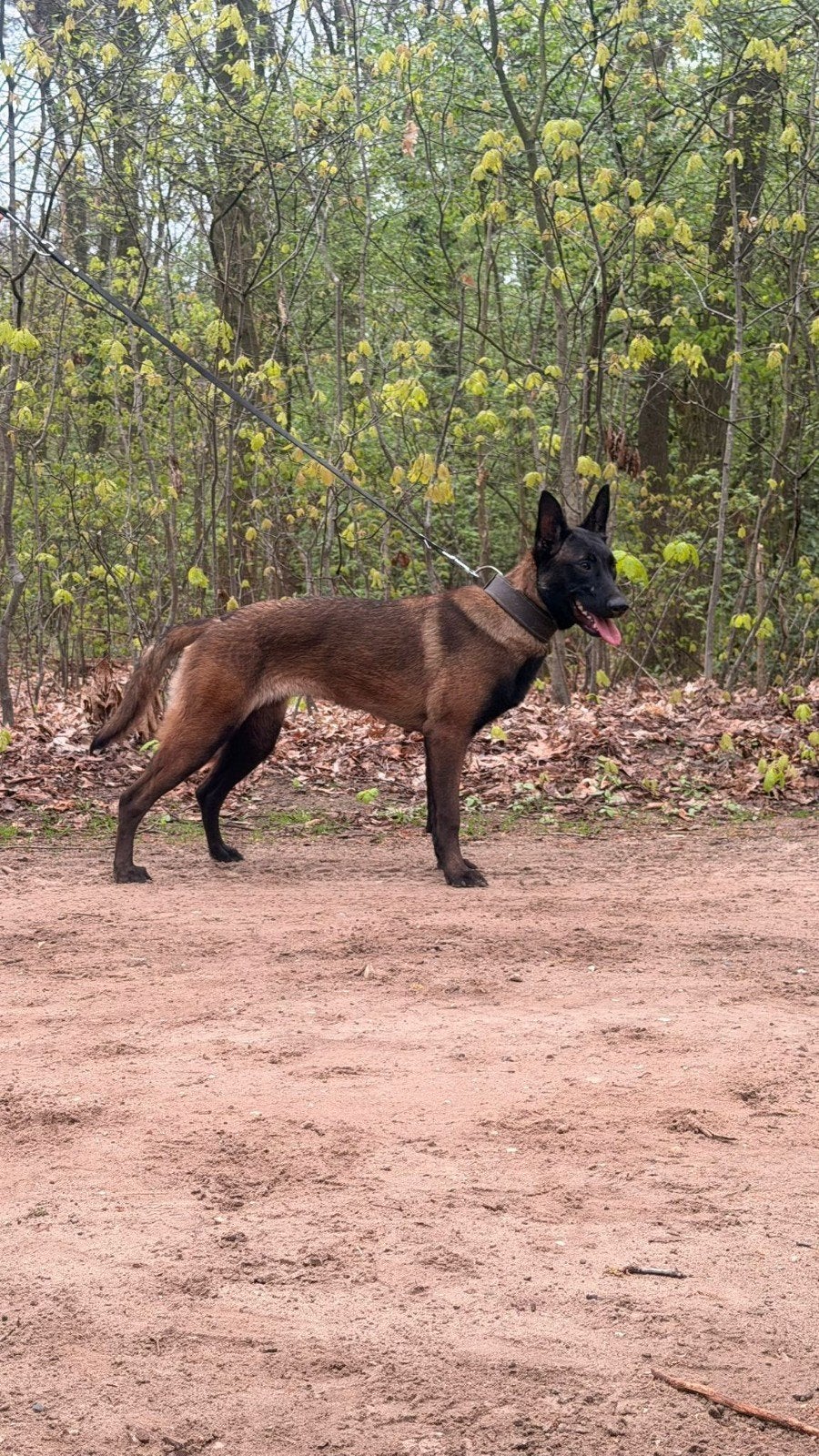 Mechelse herder teef 10 maand, Dieren en Toebehoren, Honden | Herdershonden en Veedrijvers, 15 weken tot 1 jaar, Teef, Eén hond