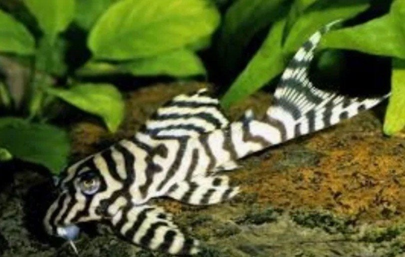 Pleco L236 – Hypancistrus sp., Dieren en Toebehoren, Vis, Zoetwatervis
