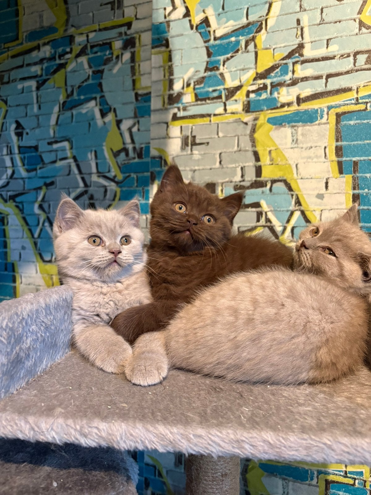 Brits korthaar kittens met stamboom, Dieren en Toebehoren, Meerdere dieren, Met stamboom, 0 tot 2 jaar