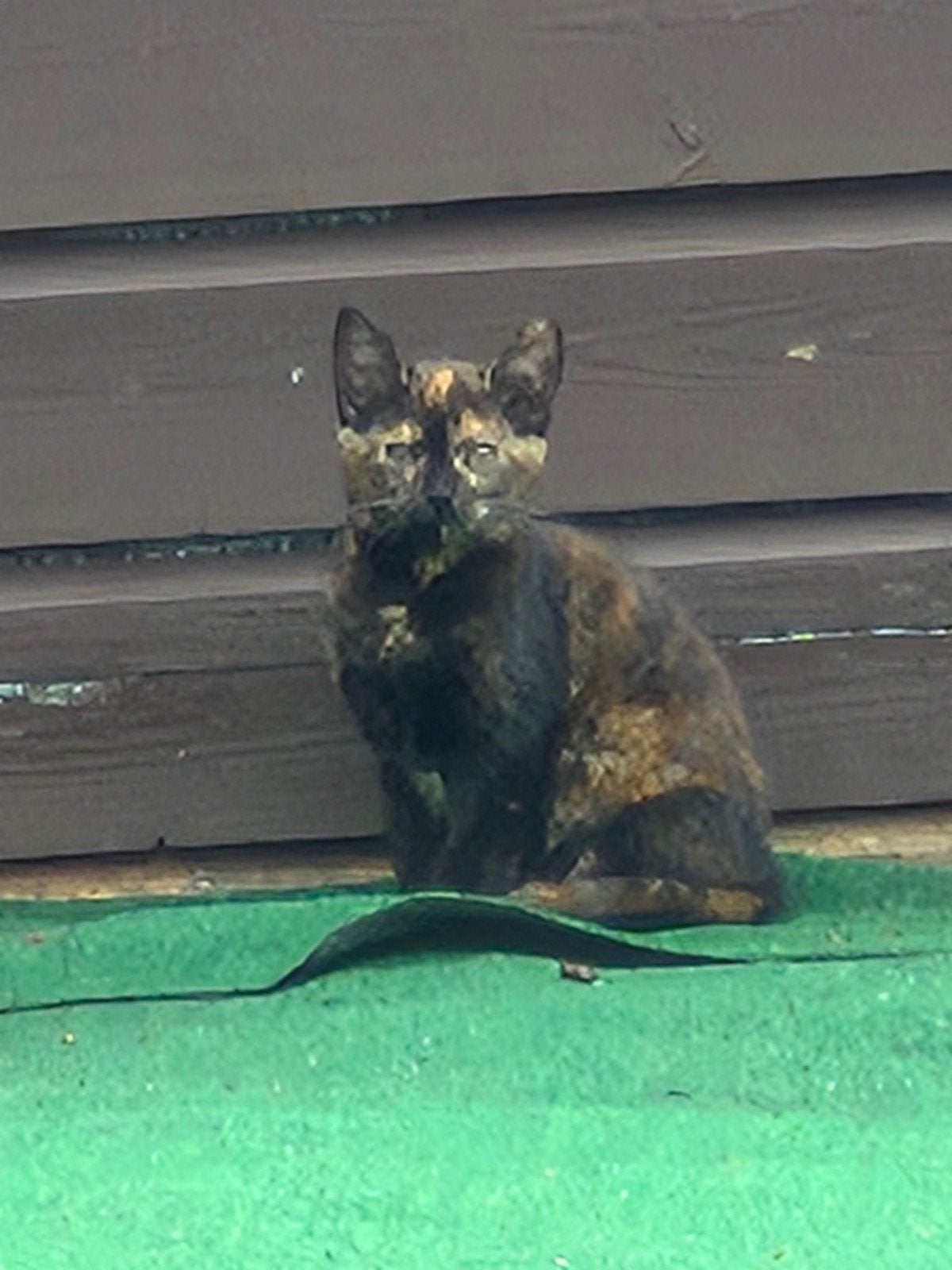 Lieve  kitten te koop ,( poes), Dieren en Toebehoren, Katten en Kittens | Overige Katten, Kater