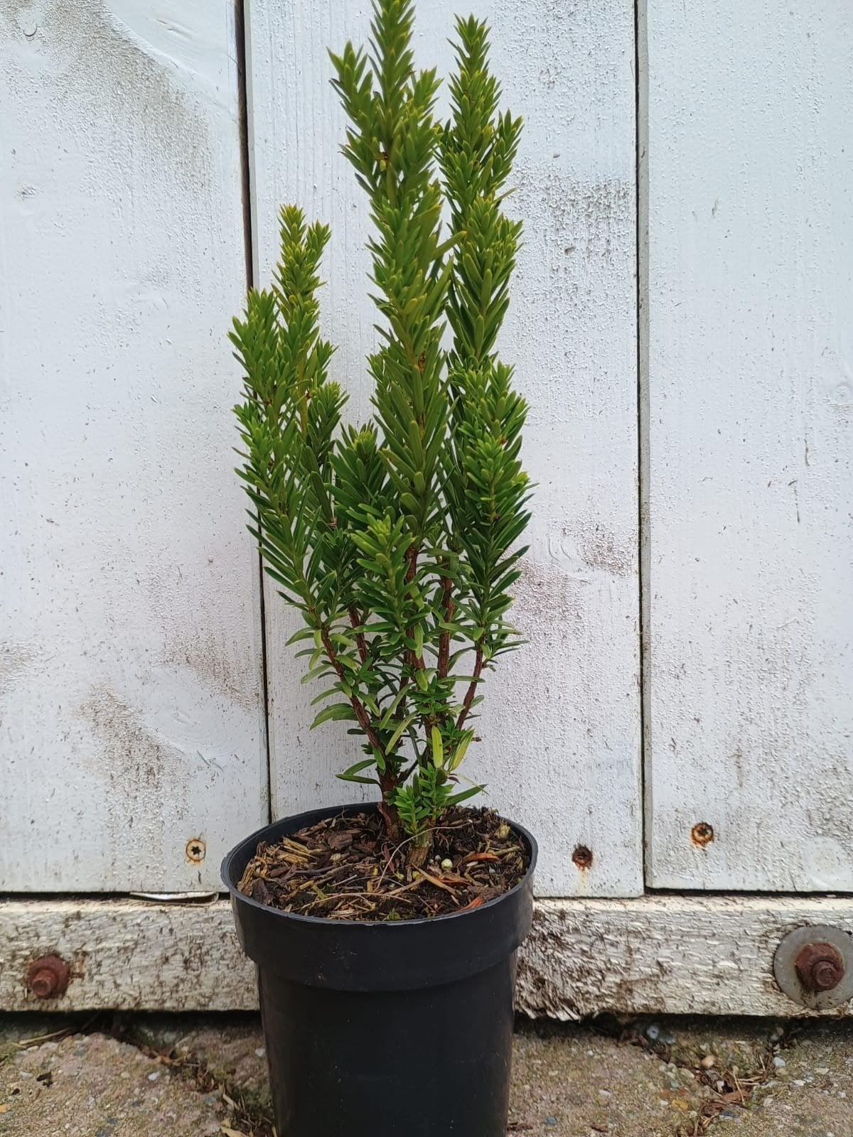 taxus media Kazio. snelgroeiende taxus, snel dichte haag. P9, Overige soorten, Volle zon, Vaste plant, Ophalen of Verzenden
