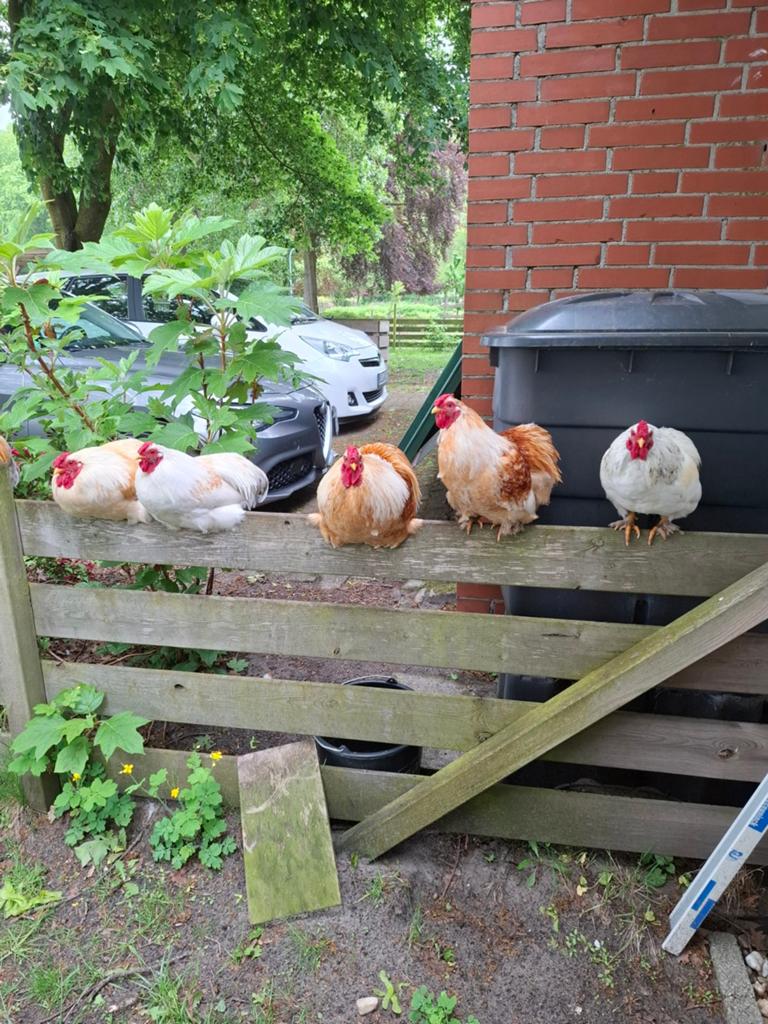 Haantjes zoeken een goed thuis, Dieren en Toebehoren, Mannelijk, Kip