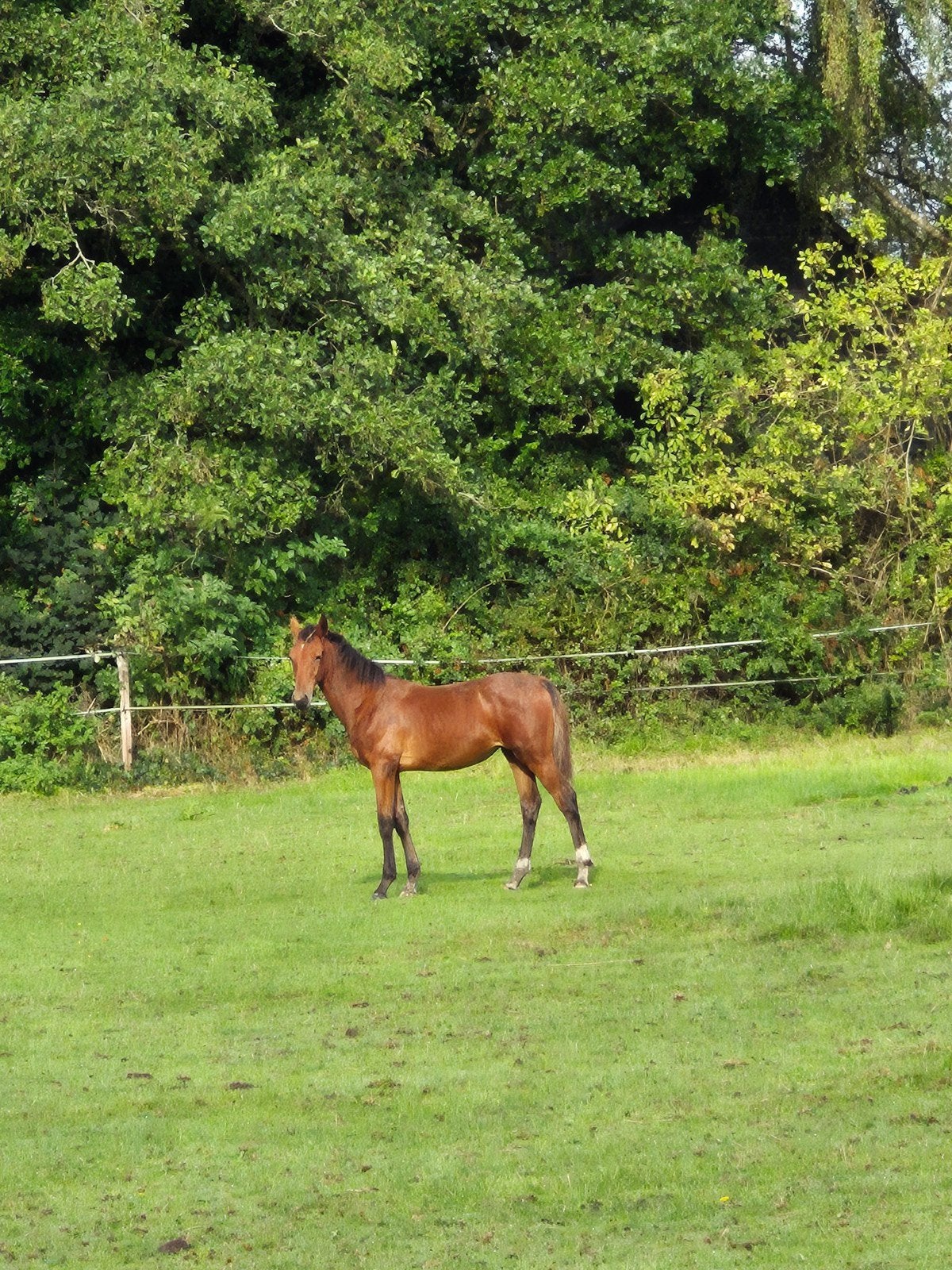 tuigpaard merrieveulen, Dieren en Toebehoren, Merrie, 0 tot 2 jaar