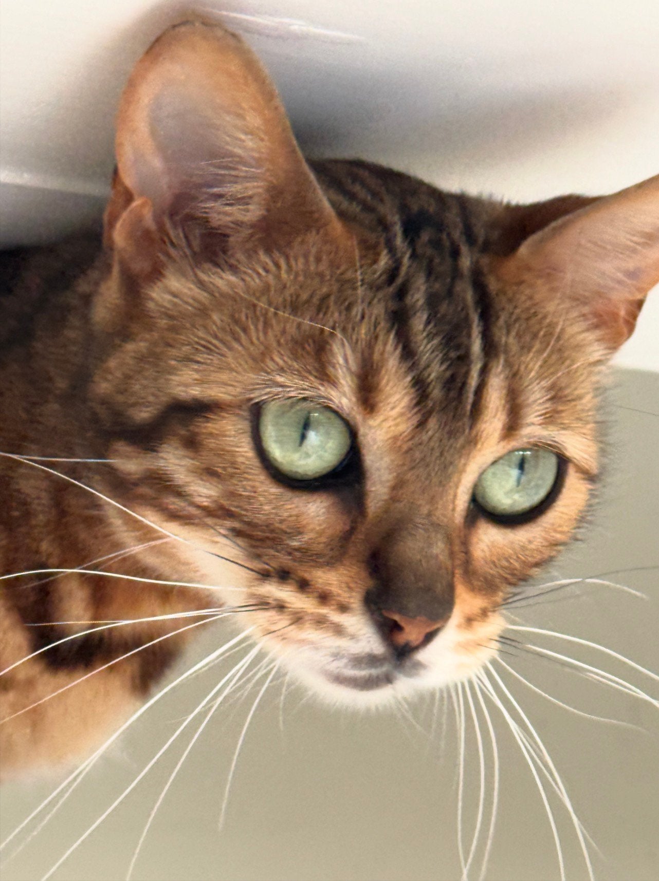 Bengaalse poes anderhalf jaar oud, Poes, Gechipt