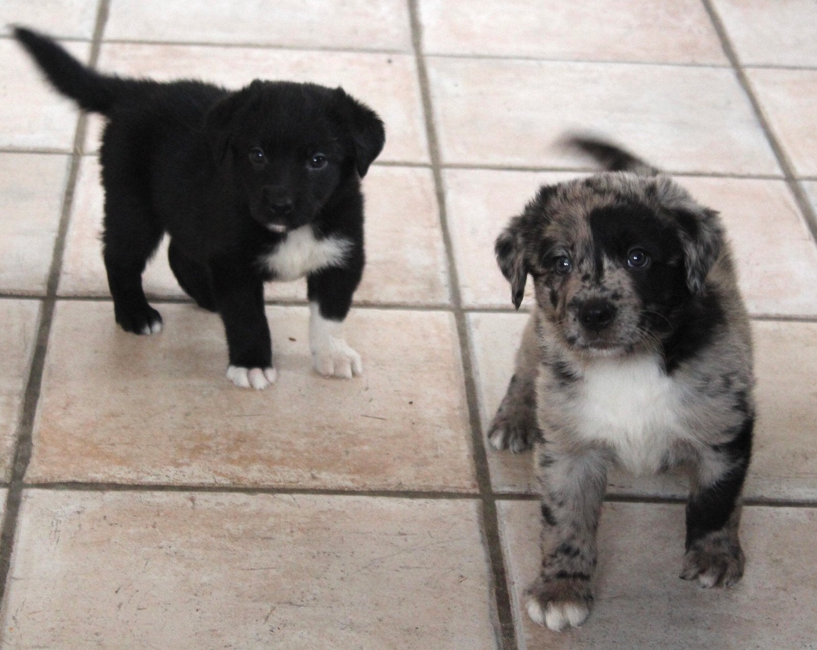 SUPER LIEVE LABRADOR X BORDER COLLIE PUPS, Nederland, Labrador retriever, Meerdere, Meerdere dieren